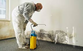 Why You Should Choose Our Mold Remediation Services in Wheeling, IL